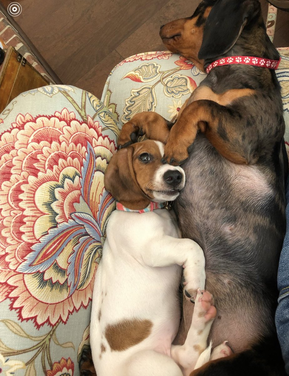 Rain / Damp Wednesday. Doxies going to sleep it off.