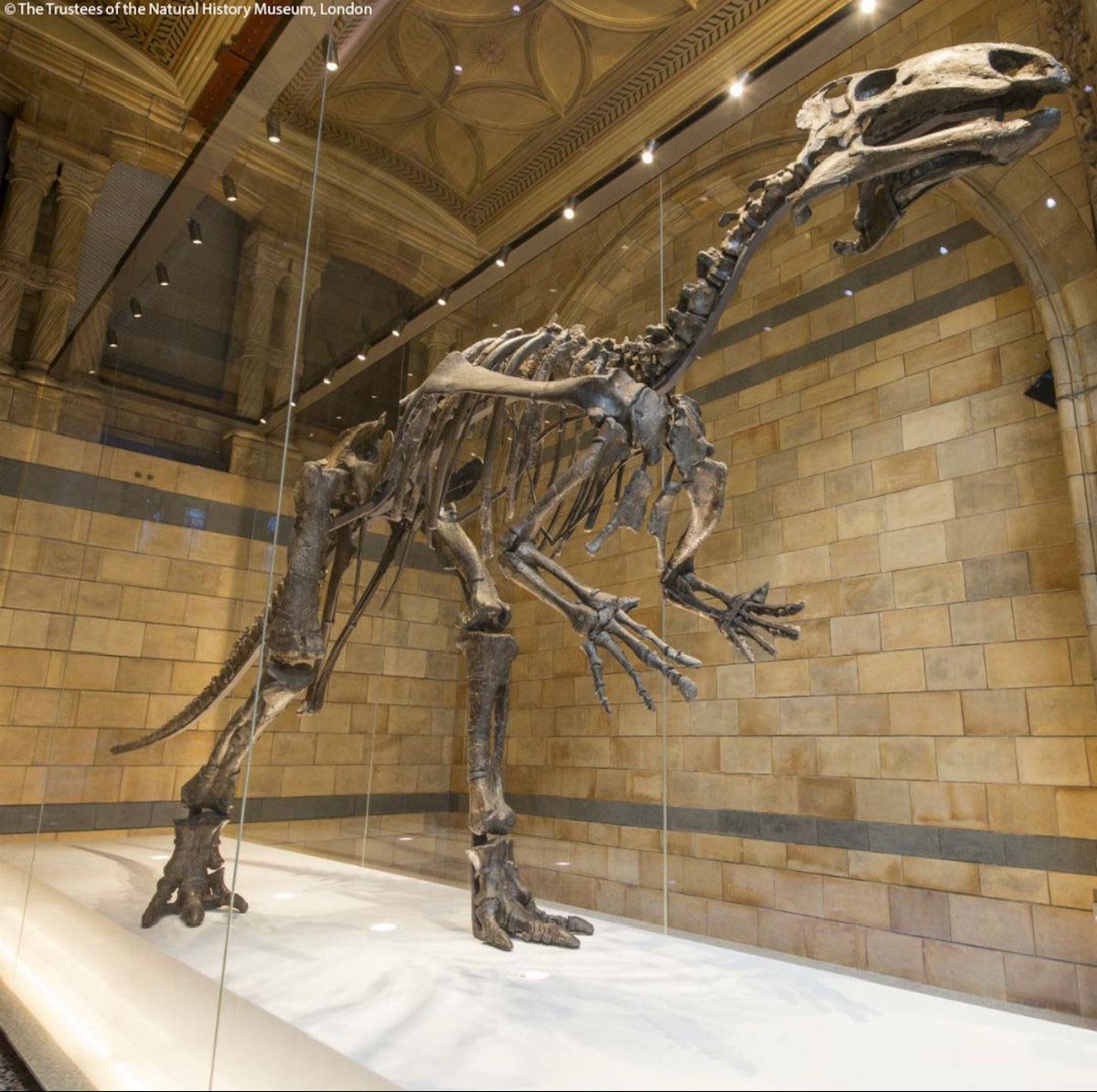 Hosting an event or celebration in #HintzeHall? You'll be in the company of one of the most historically important dinosaur skeletons in the world -  a 122-to-129-million-year-old #Mantellisaurus! You don't get much more impressive than that.
