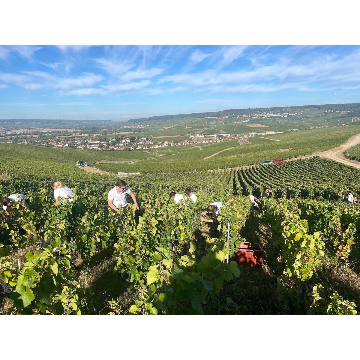 GF_Taittinger's tweet photo. Vendanges 2022 à Ay de nos emblématiques parcelles de pinot noir Grand Cru #champagnefrerejeanfreres #pinotnoir #avize #grandcru #champagne #avize #cotedesblancs https://t.co/aHLwzah9Y9