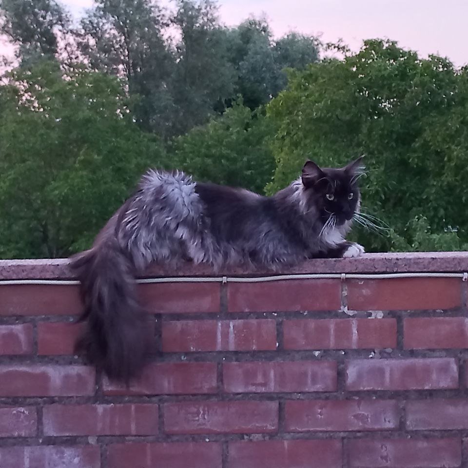 Ich konnte gar nicht viel schreiben in letzter Zeit.. Ich bin für den Rest des Sommer ausgezogen😺😻😻😻 Ich wohne jetzt im Garten und komm nur noch zum Essen und für kurze Nickerchen nach Hause 😺😻 Bella sind die Nächte schon zu kalt, sie schläft jede Nacht in Papas Bett 😺😻