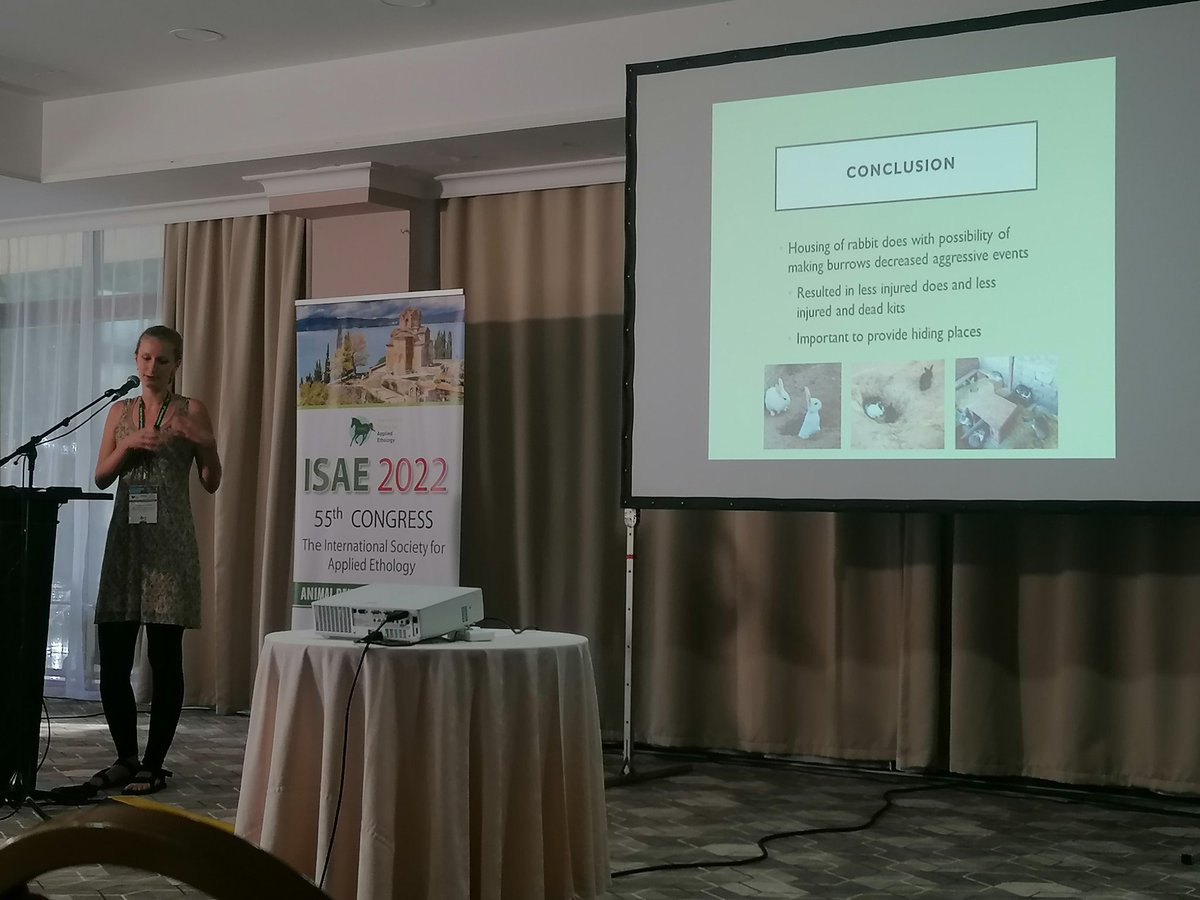 Giving rabbits the possibility to dig has positive effects on their welfare. Great talk about this understudied species by Agnes Moravcsikova #ISAE2022