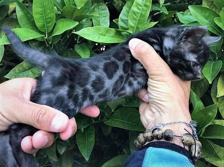 The Spirit of Lorenzo the Cat tweet media