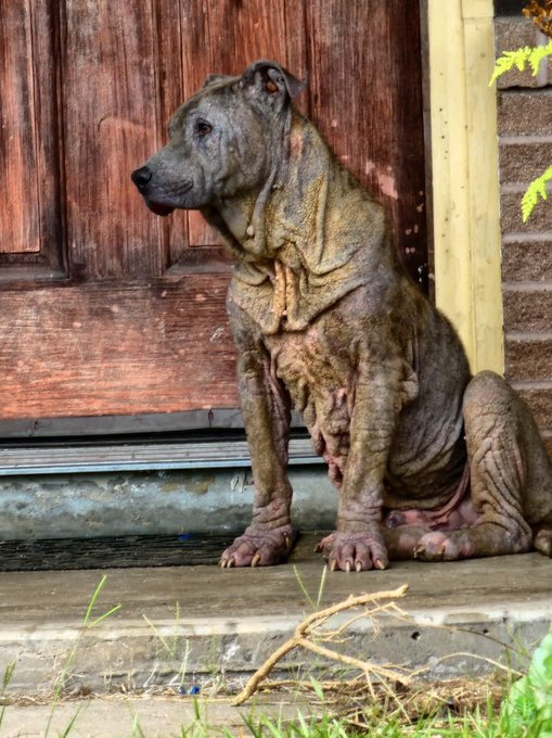 psychicwhisper3's tweet photo. ๐What This Poor Dog "ORANGE" Must Be Going Through๐ญ Mange,Starvation Etc.. Lord Knows What Else? Deserted In Orange,TX Rescue #Pawsitivepaws Took Him 2 The Vet, He Really Needs Your Help๐๐ฅบ#PLZ Help By #Pledging So He Receives #MedTreatment #RT #PLEDGE
๐๐พ๐บ๐ธ ๐ขURGENT https://t.co/VodAmK7Jgk