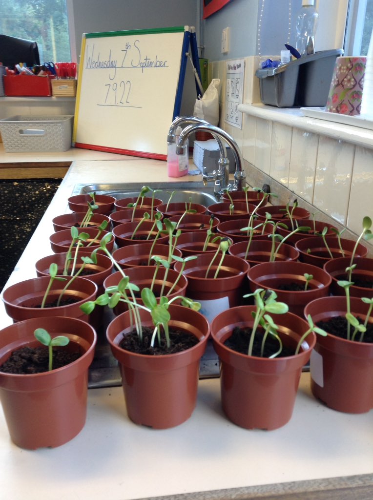 latimerprimary's tweet photo. #ClassLH have been growing and measuring our own sunflowers. This week we have watched them germinate π» #germination #activelearning #latimerscience https://t.co/vkkcmSLyR4