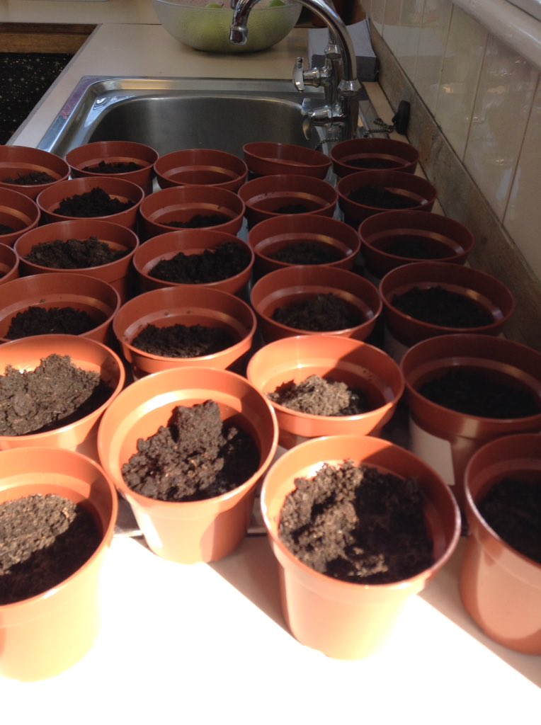 latimerprimary's tweet photo. #ClassLH have been growing and measuring our own sunflowers. This week we have watched them germinate π» #germination #activelearning #latimerscience https://t.co/vkkcmSLyR4