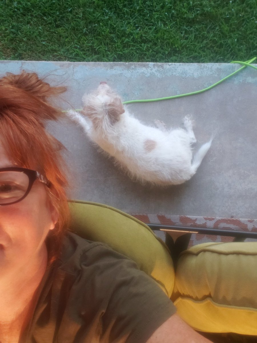 MushKat's tweet photo. Meantime, Buster has taken up Auggie's post during Bible study time on the patio in his absence. โค๐ฅฐ
#PerimeterGuard https://t.co/YXgVG15OBB