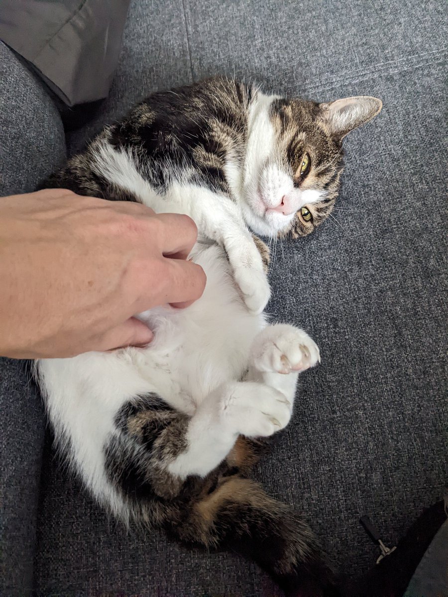 #EmmaTheCat demands morning love, be damned my project planning meeting. Coworkers! amiright?