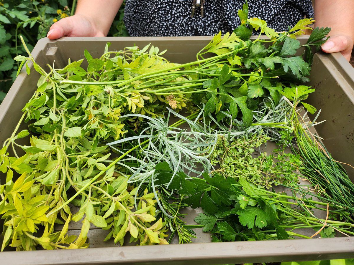 Ardrossan Academy Horticulture (@astragardens) on Twitter photo Miss Bruce and Miss Walker were down at the garden earlier picking herbs for their classes this week. It's surprising just how many we've managed to accumulate this year! <a href="/ardhomeec/">ArdAcad Home Ec.</a> <a href="/ArdAcademy/">Ardrossan Academy</a> <a href="/NAC_STEM/">NAC_STEM</a> <a href="/caleygrowlearn/">Grow & Learn Awards</a> @RHSSchools Miss Bruce and Miss Walker were down at the garden earlier picking herbs for their classes this week. It's surprising just how many we've managed to accumulate this year! <a href="/ardhomeec/">ArdAcad Home Ec.</a> <a href="/ArdAcademy/">Ardrossan Academy</a> <a href="/NAC_STEM/">NAC_STEM</a> <a href="/caleygrowlearn/">Grow & Learn Awards</a> @RHSSchools