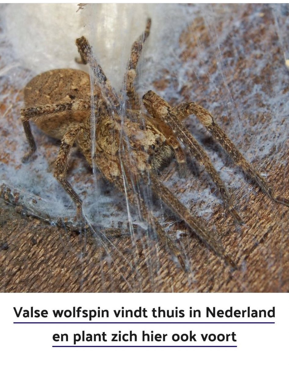 We kunnen het hebben over politiek, inflatie en energierekeningen, maar dit is pas ECHT slecht nieuws! #huuln