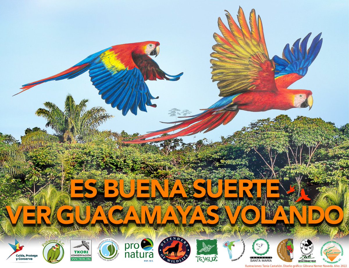 All 22 #parrot &amp; #macaw species in Mexico are endangered, threatened or under special protection as exploitation has reduced numbers. To help, Our Good Luck Parrots campaign promotes ongoing parrot-watching projects &amp; protections! ▶️  dfnd.us/parrots #WildlifeWednesday 🦜
