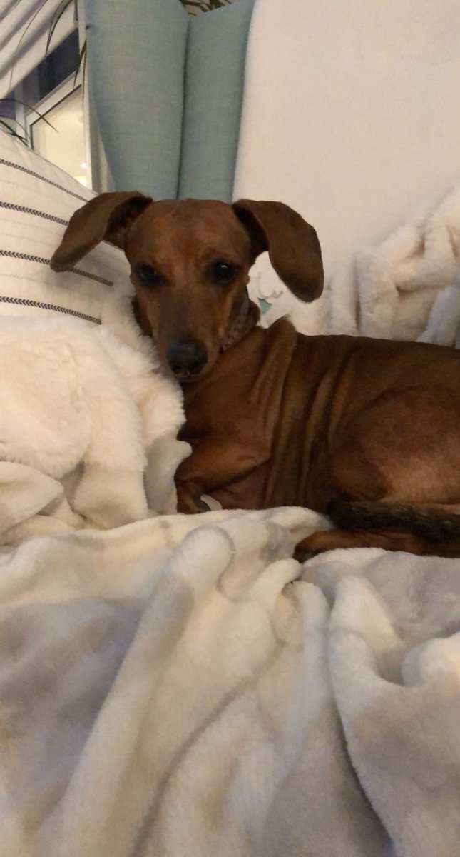 Cole Borth tweet media