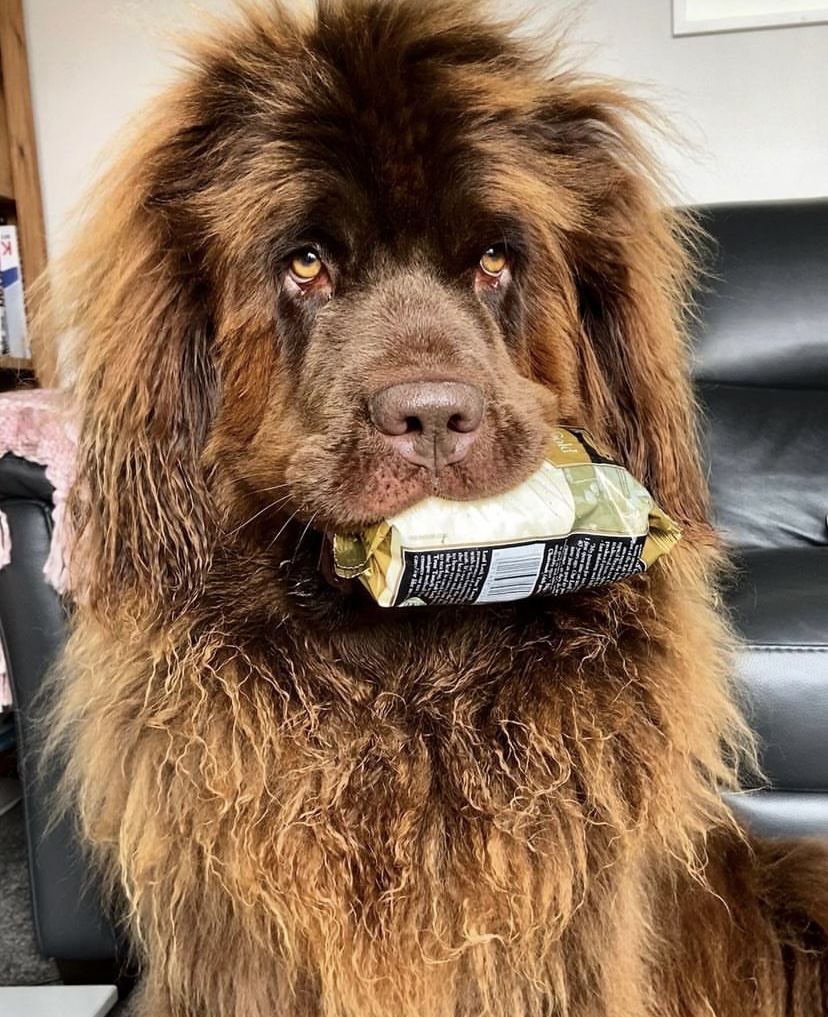 Ringtons's tweet photo. Maisie with a pack of Gold tea. That's it. That's the post.
📸 @maisiethenewf
#PetsofRingtons https://t.co/TzXn7J7JKZ