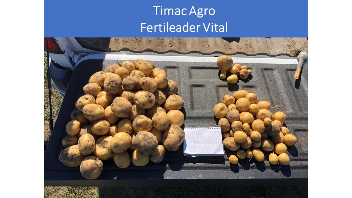 AndersonCarrare's tweet photo. We have started Harvesting Potato Trials with @John__Alexiou  Farms Using Fertileader Biostimulant from @TimacAgroCanada. Check out the Pictures below of Control Vs Treated. Stay tunned for the final Trial Report.
#Fertileader
#ThinkDifferentFarmBetter
#FarmTheFuture https://t.co/lPQLjrK3J3