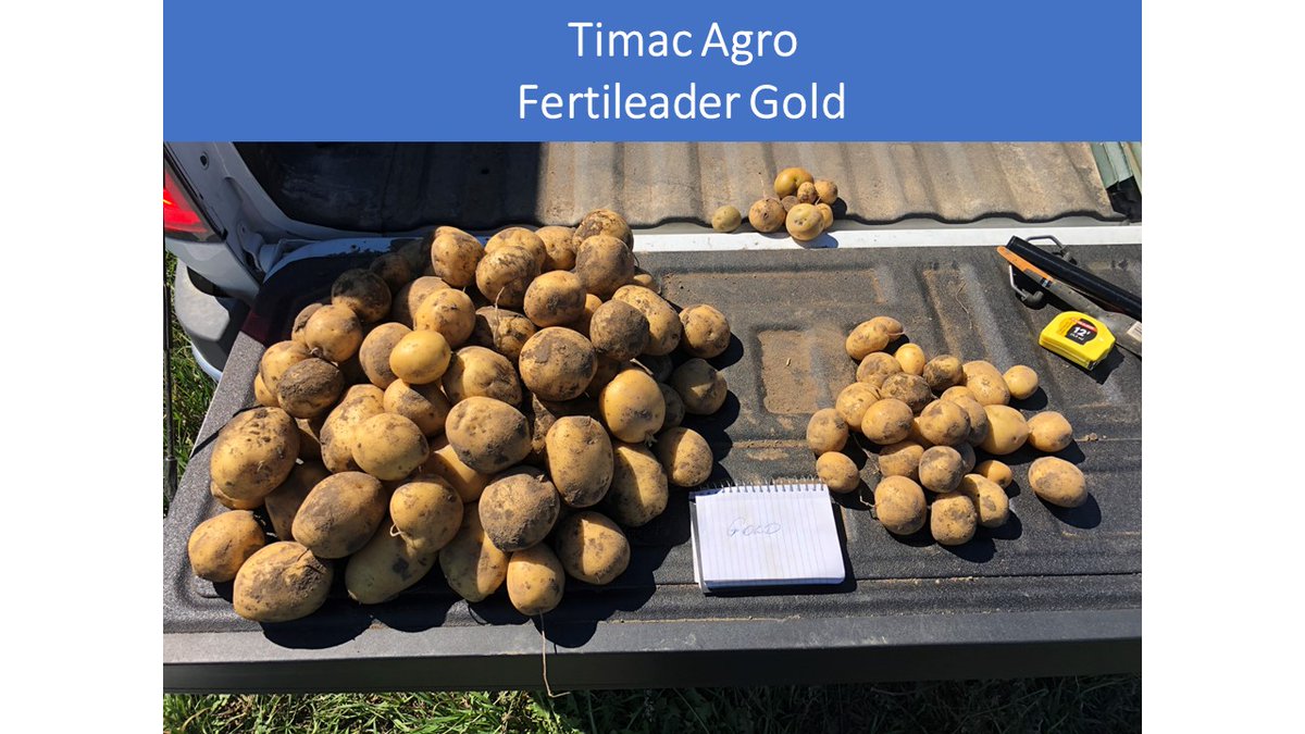 AndersonCarrare's tweet photo. We have started Harvesting Potato Trials with @John__Alexiou  Farms Using Fertileader Biostimulant from @TimacAgroCanada. Check out the Pictures below of Control Vs Treated. Stay tunned for the final Trial Report.
#Fertileader
#ThinkDifferentFarmBetter
#FarmTheFuture https://t.co/lPQLjrK3J3