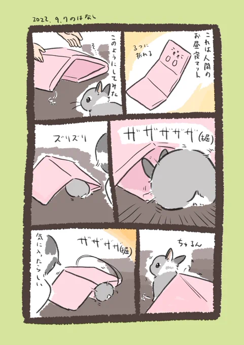 日付け変わって昨日のrabbit…
#うさぎのいる生活 