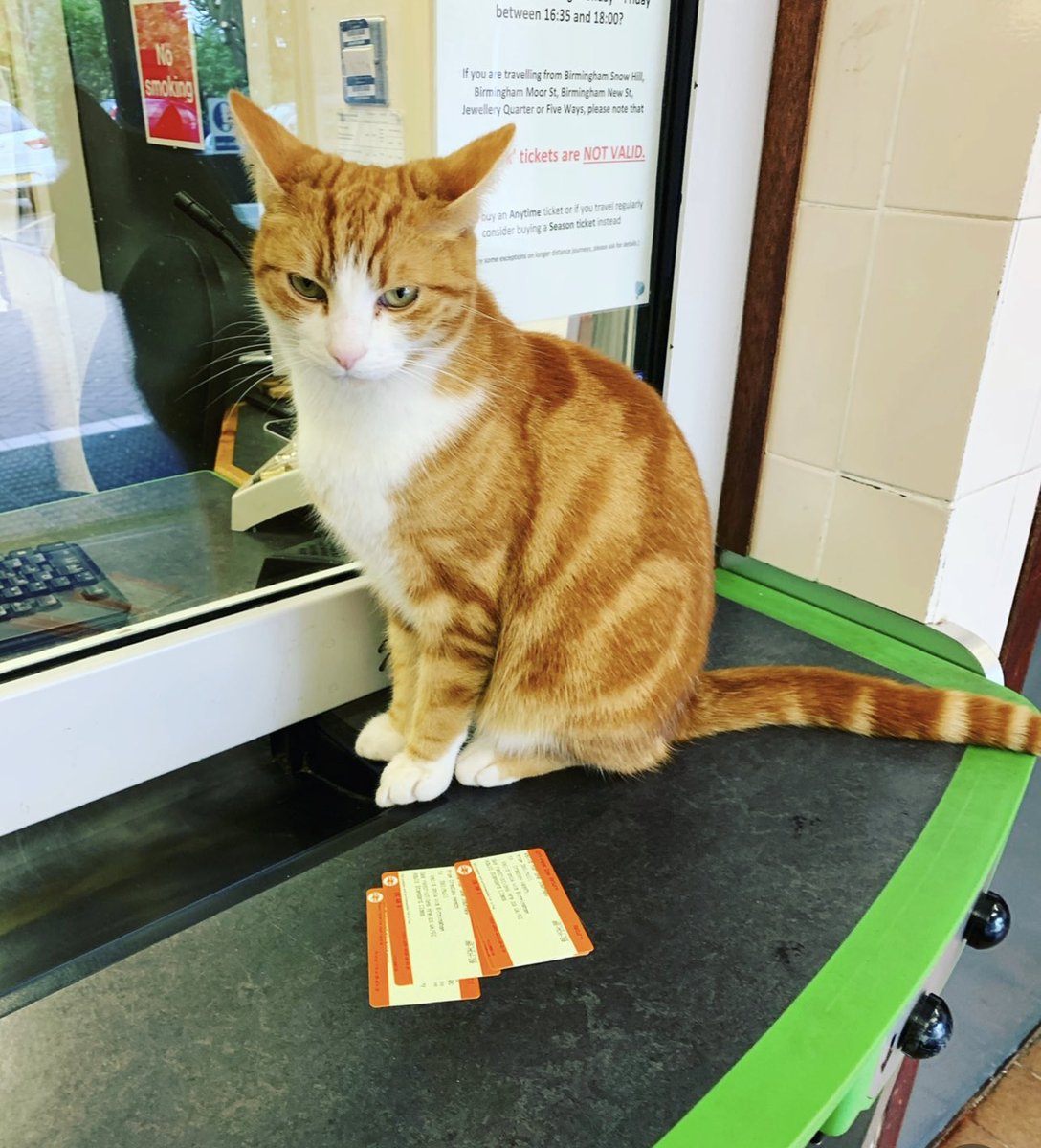 George The Stourbridge Junction Station Cat tweet media