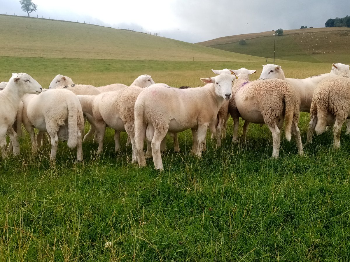 bankhousefarm01's tweet photo. Bankhouse UltiMate ram lambs. Maternal wool shedding genetics. All from unassisted lambings. Data led selection, high dlwt/gain and leaving you £ of performance available https://t.co/OVct7Ihxrr