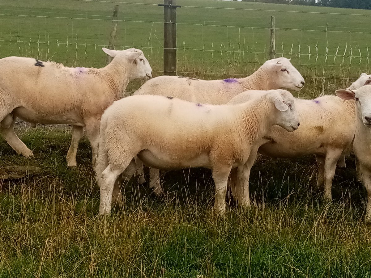 bankhousefarm01's tweet photo. Bankhouse UltiMate ram lambs. Maternal wool shedding genetics. All from unassisted lambings. Data led selection, high dlwt/gain and leaving you £ of performance available https://t.co/OVct7Ihxrr