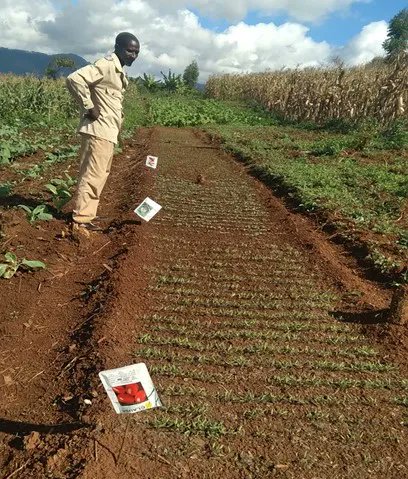 IFDCMozambique's tweet photo. #TEAMSProgram #farmer Patrรญcio Lorenzo through knowledge gained about #GoodAgriculturalPractices for cereal production, he has adopted practices on his farm such as; Sowing in rows, the density of seeds per hole, handling of diseases & pests & use of #ImprovedAgriculturalInputs https://t.co/oXQX6zjt8d
