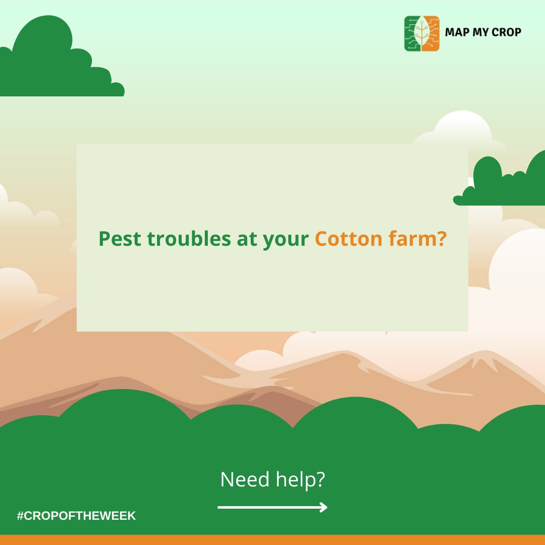 mapmycrop's tweet photo. All through the production cycle, many pest species infest cotton crops. The most frequent pests are listed here, along with preventive mesaures for defending the crop.

 #explore #usa #mapmycrop #likeforlikes  #cotton#farmers #farming #farmlife  #farmingtips #cropoftheweek https://t.co/DR1smMVl4R