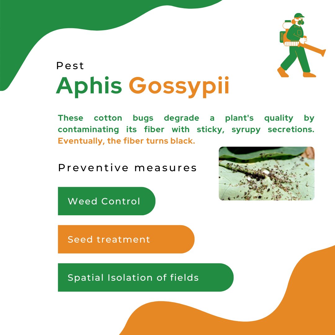 mapmycrop's tweet photo. All through the production cycle, many pest species infest cotton crops. The most frequent pests are listed here, along with preventive mesaures for defending the crop.

 #explore #usa #mapmycrop #likeforlikes  #cotton#farmers #farming #farmlife  #farmingtips #cropoftheweek https://t.co/DR1smMVl4R