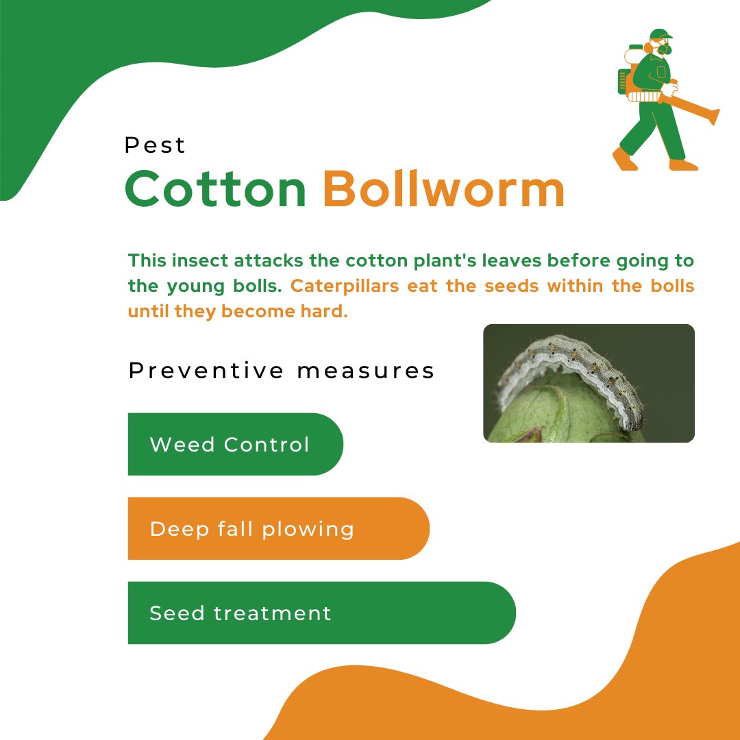 mapmycrop's tweet photo. All through the production cycle, many pest species infest cotton crops. The most frequent pests are listed here, along with preventive mesaures for defending the crop.

 #explore #usa #mapmycrop #likeforlikes  #cotton#farmers #farming #farmlife  #farmingtips #cropoftheweek https://t.co/DR1smMVl4R