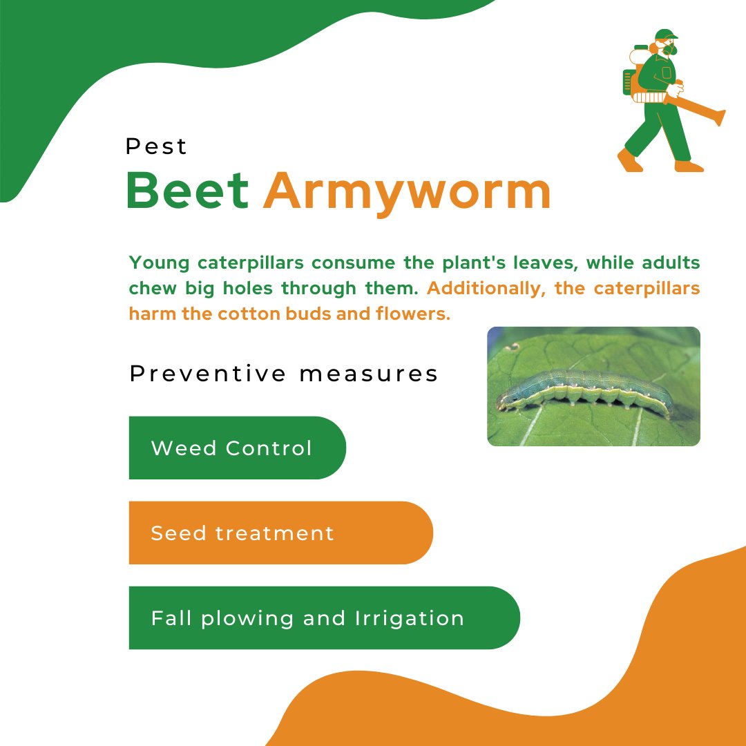 mapmycrop's tweet photo. All through the production cycle, many pest species infest cotton crops. The most frequent pests are listed here, along with preventive mesaures for defending the crop.

 #explore #usa #mapmycrop #likeforlikes  #cotton#farmers #farming #farmlife  #farmingtips #cropoftheweek https://t.co/DR1smMVl4R