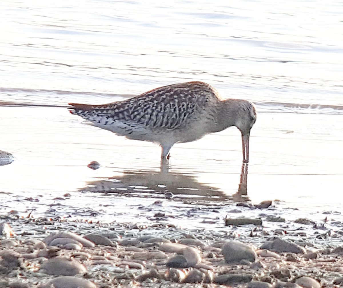 DavidBate17's tweet photo. @Staffsbirdnews Blithfield. 10 Blkwits Barwit 17 R plover Gr shank ruff curlew 40+ Y wags 100+ linnets 2 wheatear 2 Gwe 14 little egrets 3 oicks mippit kestrel spot fly.@Kenmat48  pics by ken. https://t.co/cMxEwcl1Me