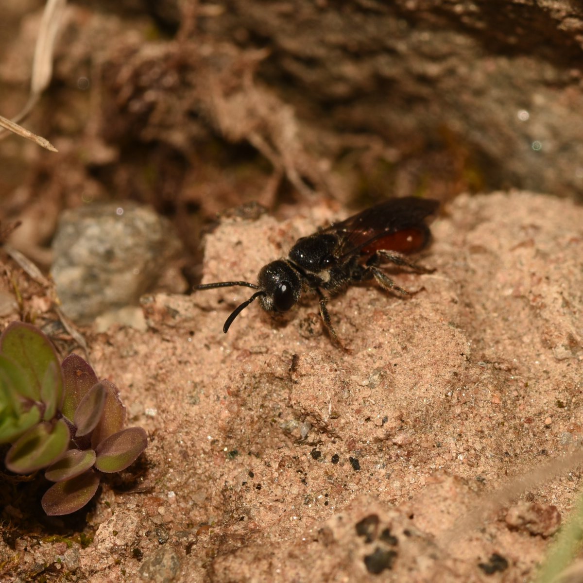 Rare Invertebrates in the Cairngorms tweet media