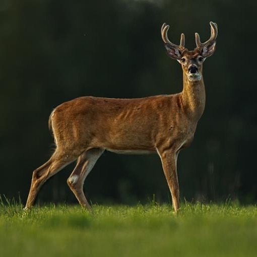 dennisbuchner's tweet photo. Whitetail Buck in Velvet #whitetailbuck #puremichigan #photography #nature #instagood #chasinglight #naturephotography #wildlifephotography #whitetailwednesday #outdoors #photooftheday #art #picoftheday #beauty #photographer #explore #michigan #michig… https://t.co/hP6aWCb8er https://t.co/SO4bi7tqOb