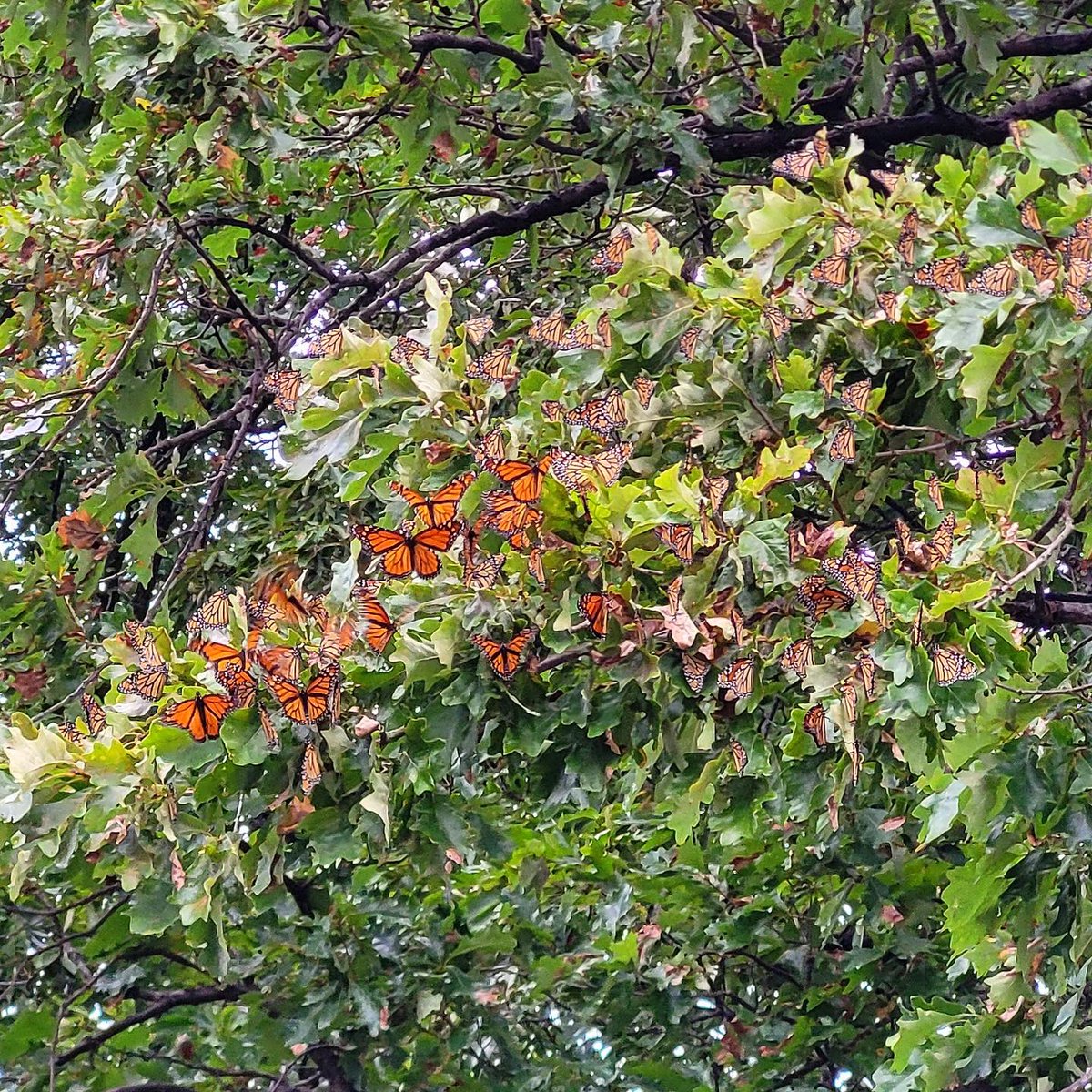 HamiltonNature's tweet photo. We are pleased to report the sighting of quite a few migrating Monarch Butterflies at the wetlands on Monday.
📸 Bruce Mackenzie
#Butterflies #Butterfly #MonarchButterflies #HamOnt #Migration #HamOntBiodiversity https://t.co/k4KFz6frfJ