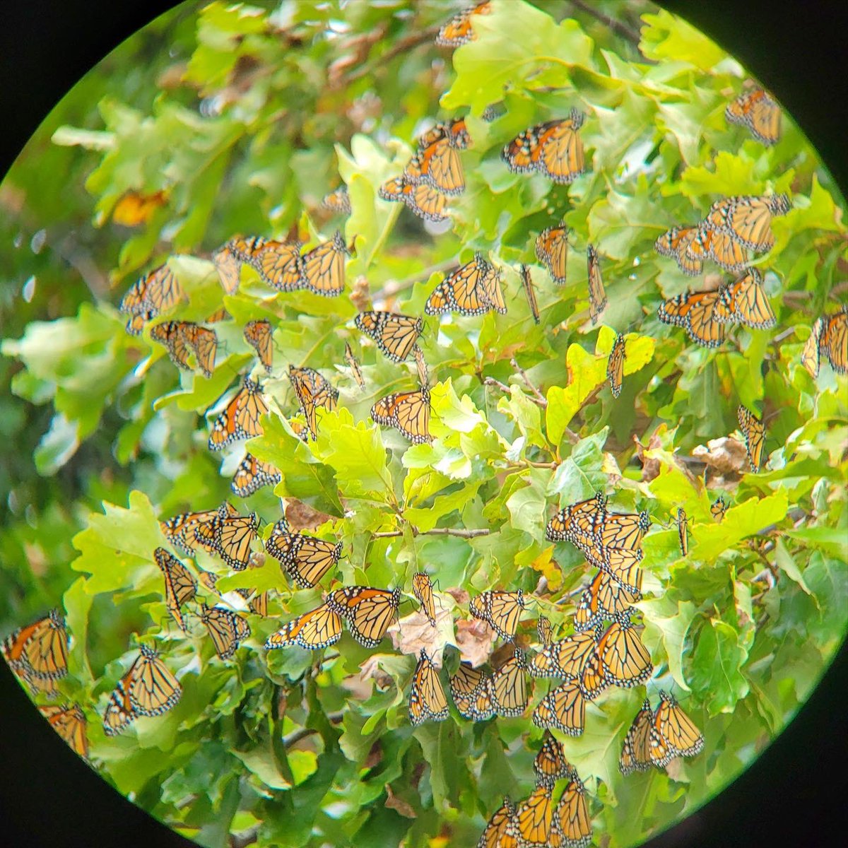 HamiltonNature's tweet photo. We are pleased to report the sighting of quite a few migrating Monarch Butterflies at the wetlands on Monday.
📸 Bruce Mackenzie
#Butterflies #Butterfly #MonarchButterflies #HamOnt #Migration #HamOntBiodiversity https://t.co/k4KFz6frfJ