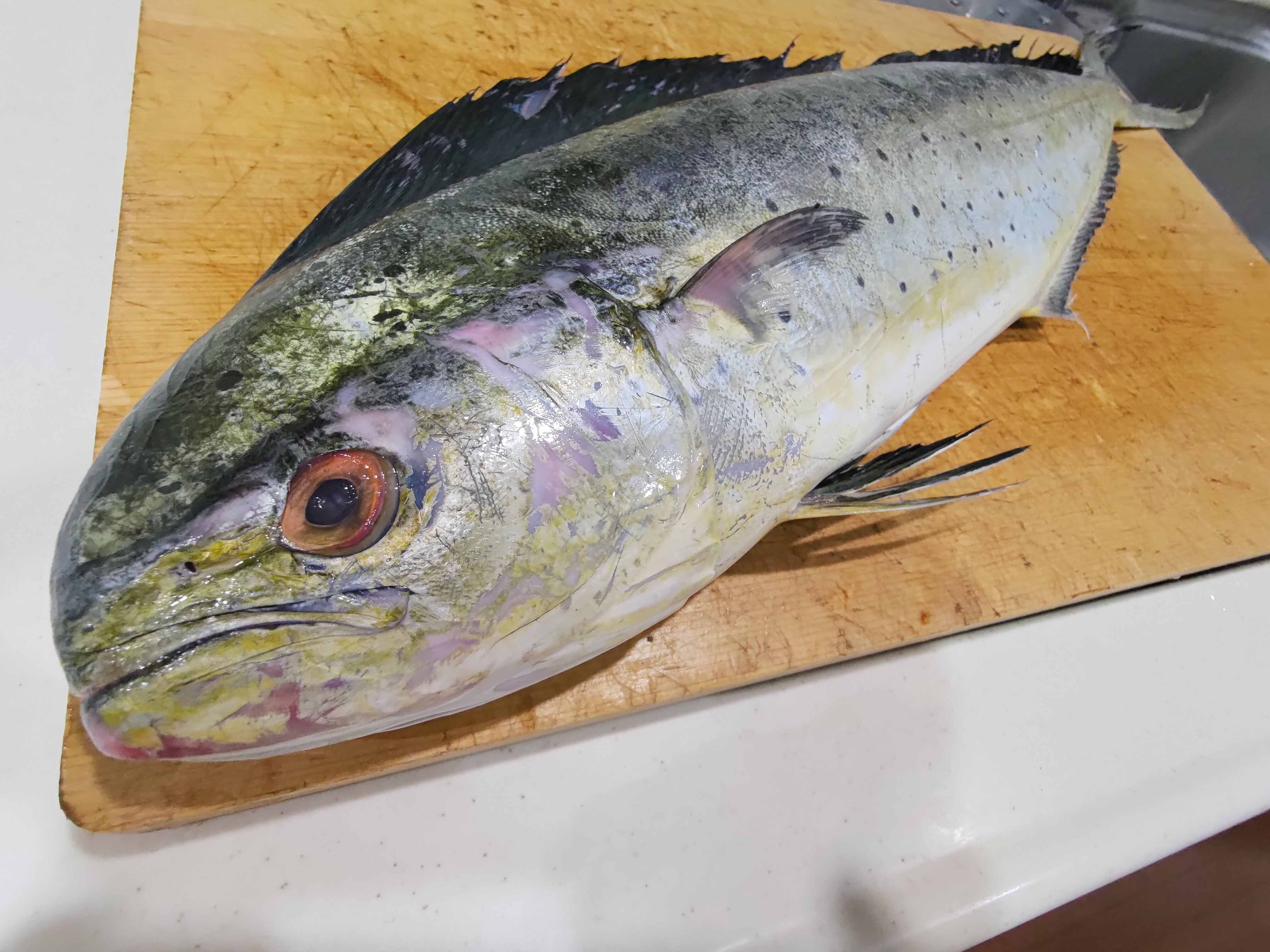 夢海 567魚種食べた人 やっぱりカッコいい魚ですね 仕込みました T Co C8ay3zzttm Twitter