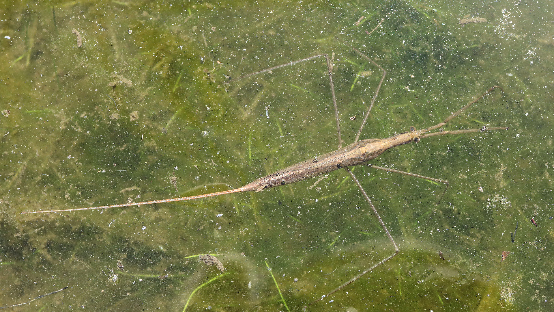 楽蜻庵 on Twitter 