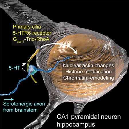Microscopy&Analysis (@microscopyviews) on Twitter photo New synapse found in neuron cilia <a href="/HHMIJanelia/">HHMI | Janelia</a> - FIB-SEM and FLIM uncover new connections that could prove critical to cell communication. #microscopy #imaging #FIBSEM #FLIM #Brain
analyticalscience.wiley.com/do/10.1002/was… New synapse found in neuron cilia <a href="/HHMIJanelia/">HHMI | Janelia</a> - FIB-SEM and FLIM uncover new connections that could prove critical to cell communication. #microscopy #imaging #FIBSEM #FLIM #Brain
analyticalscience.wiley.com/do/10.1002/was…