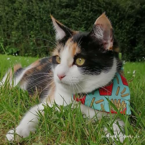 lostfoundpets's tweet photo. A female cat was lost on 16/07/2022 in Near Adare Veterinary Clinic, #Adare https://t.co/WHqfxQTpGy #lpie https://t.co/WkoIqz7PXK