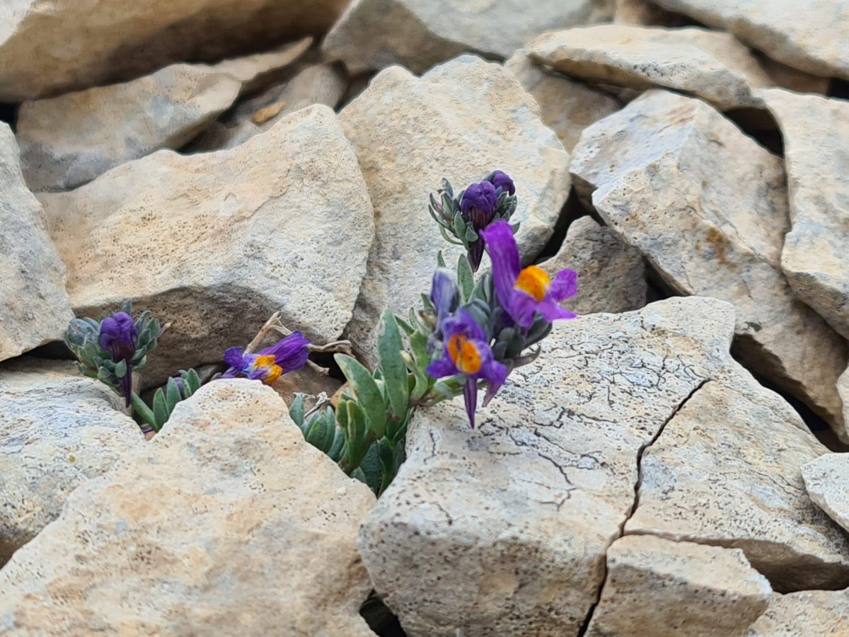 parcomaiella's tweet photo. Aumento delle temperature e diminuzione della biodiversità vegetale in alta quota: il destino delle praterie calcaree alpine nell'Appennino Centrale
https://t.co/KrSFS5kJZY https://t.co/KXLLqFrOOt