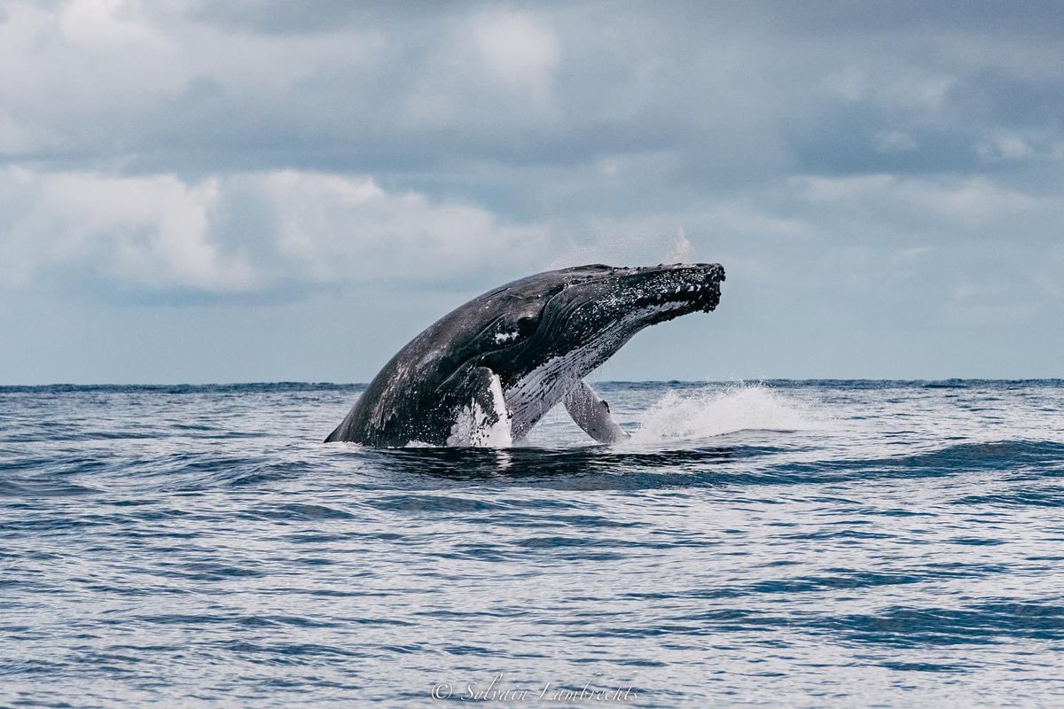 InnoceanaOrg's tweet photo. 🐋 If you are passionate about whales and would like to observe and study them with us, this is the best time to book your whale watching experience. More information here: https://t.co/etSX45G1pr. Reservations here: +506 8617 2491. https://t.co/8pJtQEUsPj
