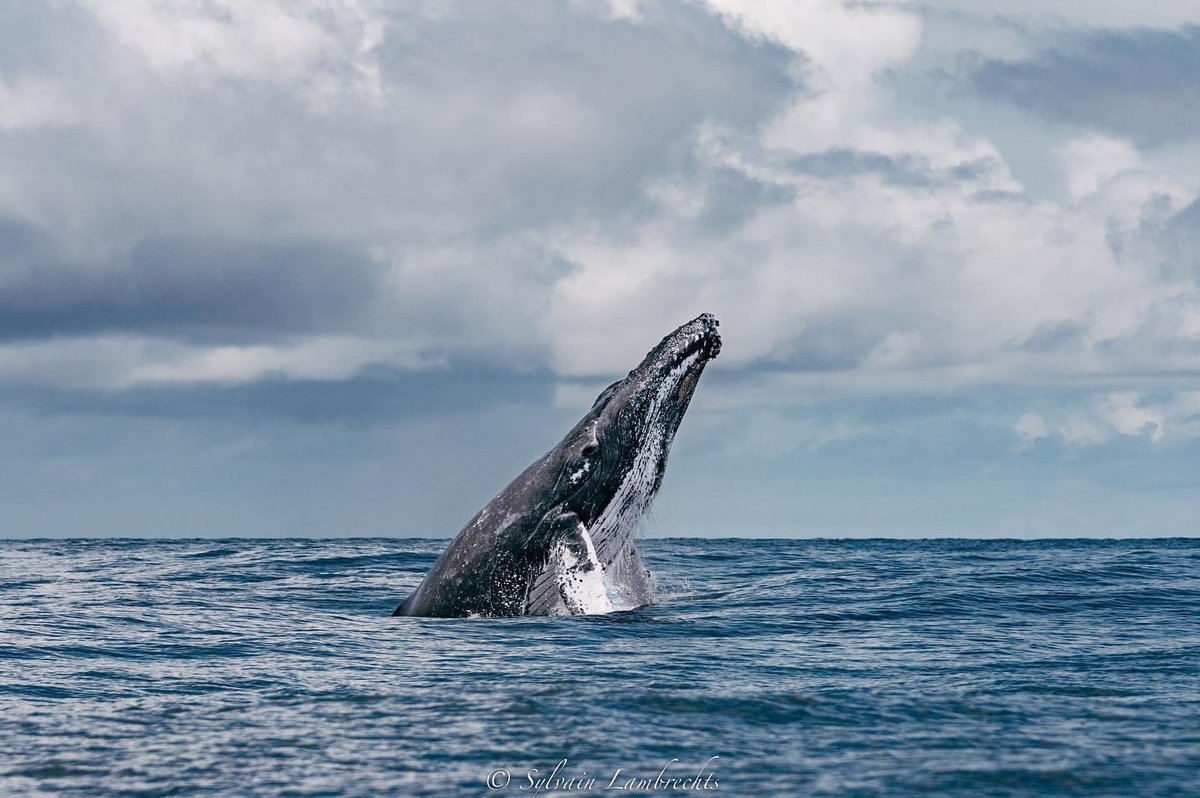 🐋 If you are passionate about whales and would like to observe and study them with us, this is the best time to book your whale watching experience. More information here: lnkd.in/dJtJPApZ. Reservations here: +506 8617 2491.