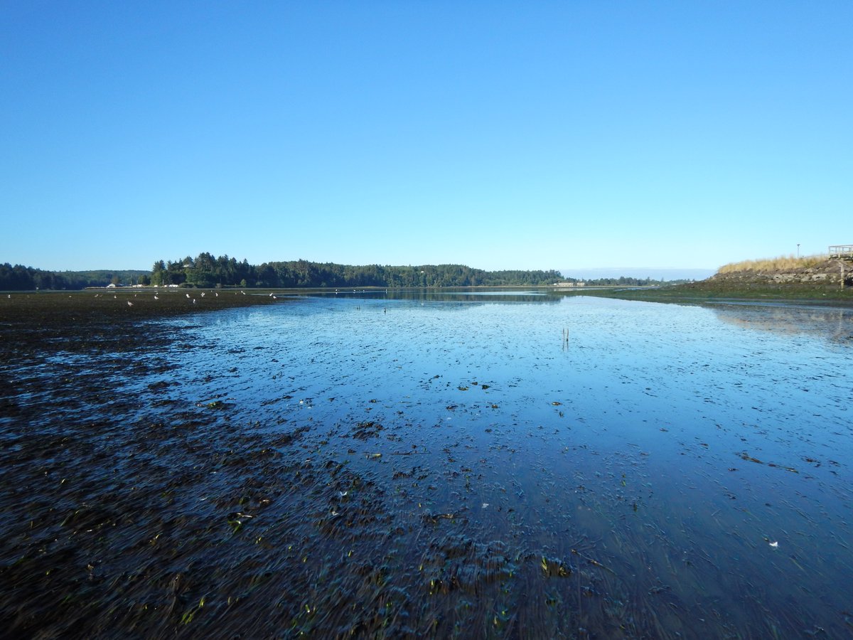 ¿Sabías que el legado de las antiguas edades de hielo da forma a cómo las praderas marinas responden a las amenazas ambientales en la actualidad? 😉

🔗imedea.uib-csic.es/communication_…

#ImedeaNoticia #Zosteramarina #Seagrass #GlobalWarming