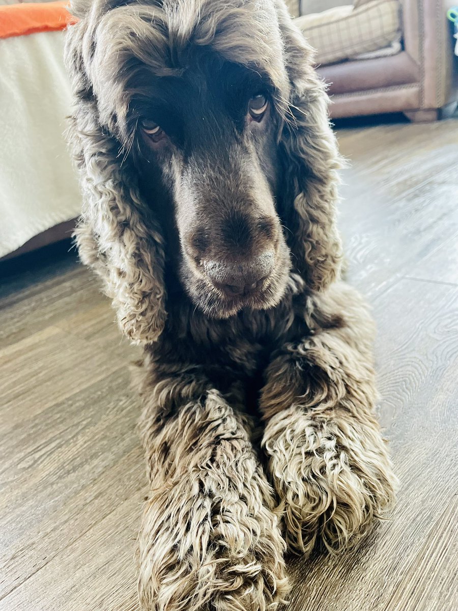 johnston_teejay's tweet photo. Putting his best paw forward #poser #healingwell #workcompanion https://t.co/XsJ90YBzNM