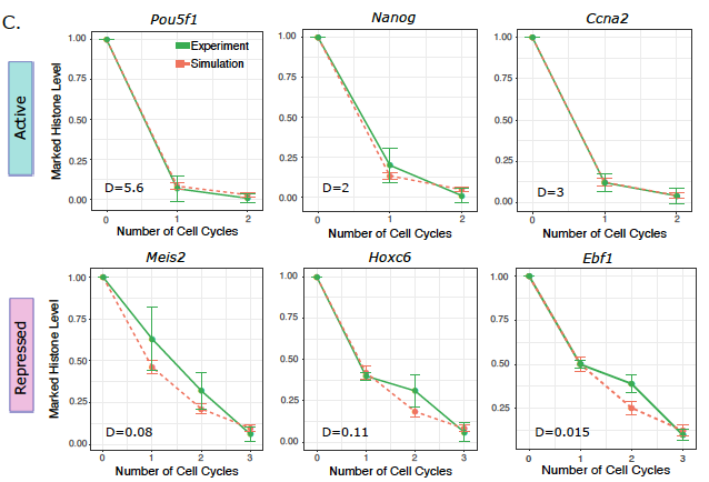 Together with <a href="/Architex_97/">Archit Singh</a>, a fantastic student in my lab, we developed a lattice model for the replication fork with diffusive dynamics of histones. Incorporating larger diffusivity in active chromatin quantitatively recapitulated the previous experimental observations (5/8)