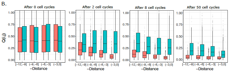 We then asked if we could use the computational model to predict signatures of histone diffusion that ought to be left behind in dividing cells. We predicted 3 distinct patterns for the similarity of histone marks between pairs of loci, in active and repressed chromatin (6/8)