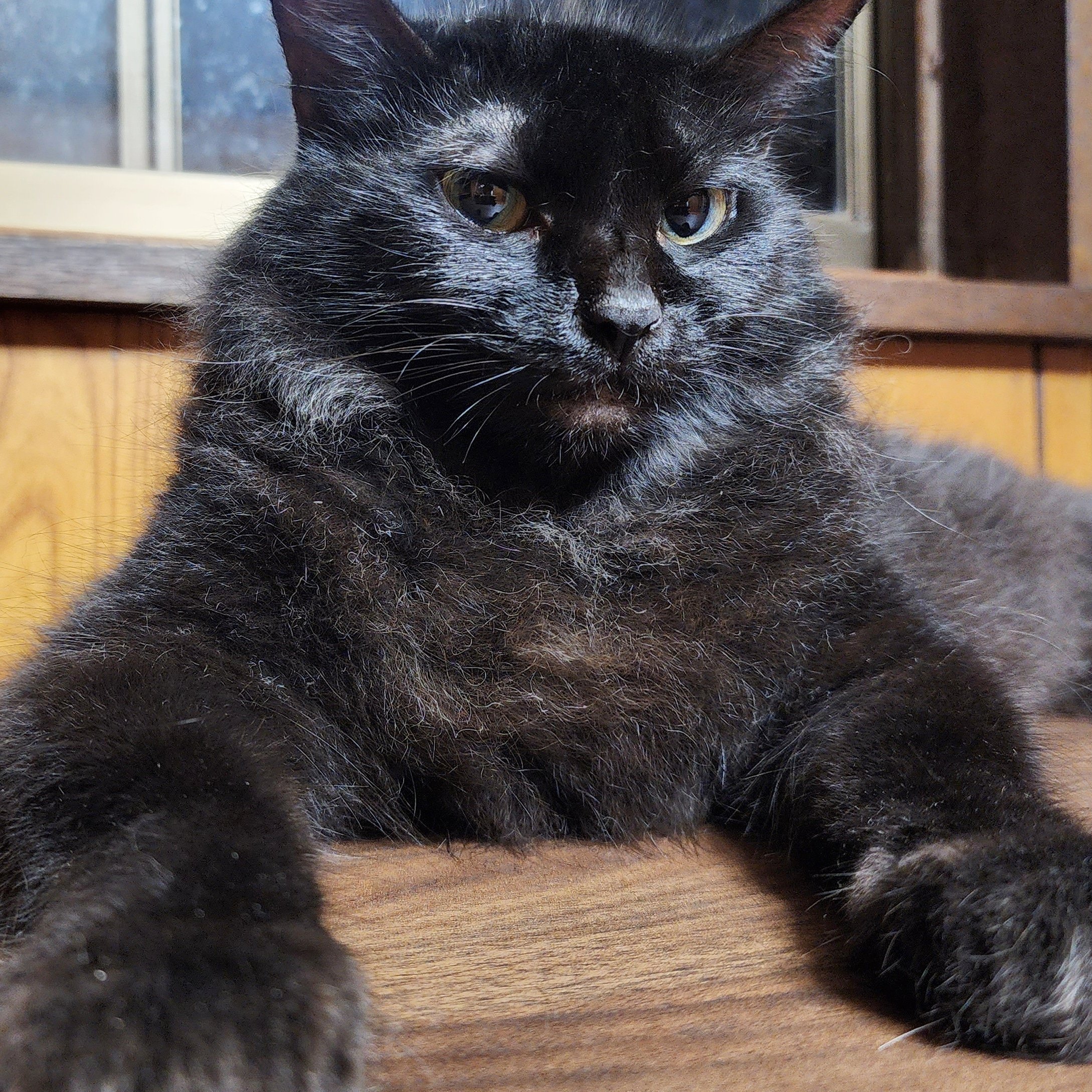 ねこ里親のツイッター Thejapanesecats Twitter