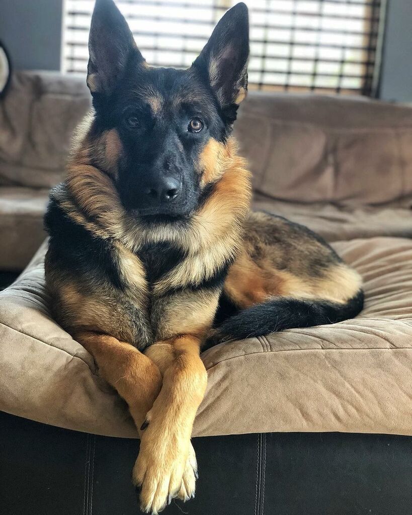 Cute Animal Pictures tweet media