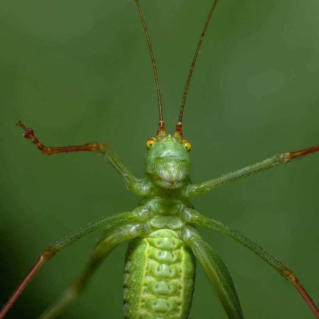FotografieErik's tweet photo. Struiksprinkhaan.
#macro #macrofotography #macrofotografie #macrofoto #macrolovers #nfnl_macro #cameranu_nl #natuurfoto #natuurfotografie_nl #natuurfotosnederland #natuurfotografie #insectsofinstagram #insectfotography #insectoftheday #naturephotography … https://t.co/m2Jt73zfMh https://t.co/mZlpIgA98p