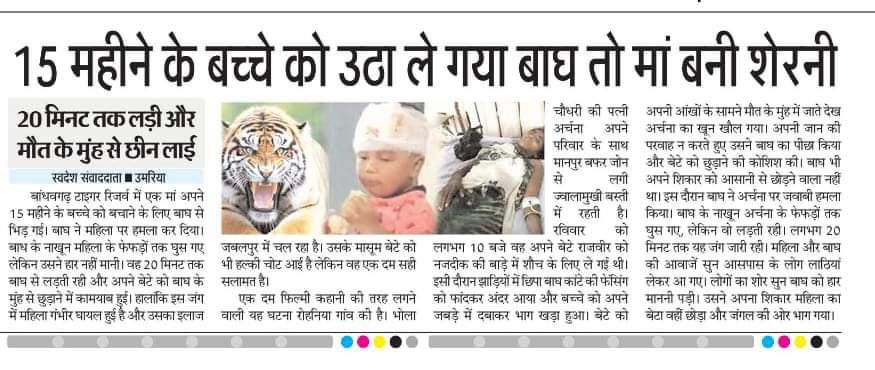 MPSamajwadi's tweet photo. मां की बहादुरी को सलाम!

मध्यप्रदेश के बांधवगढ़ टाइगर रिज़र्व में बाघ से लड़कर कर अपने 15 महीने के मासूम बेटे को बचाने वाली वीर माता अर्चना चौधरी की समाजवादी पार्टी 1 लाख रुपए से आर्थिक मदद करेगी। 

गंभीर रूप से घायल अर्चना जी के श��घ्र स्वस्थ होने की कामना। https://t.co/hqnwMYy9HE
