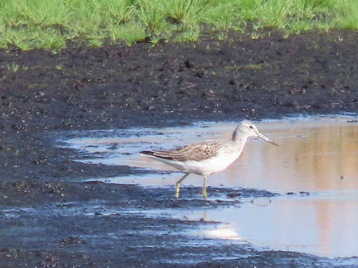 Kevin Bradshaw tweet media