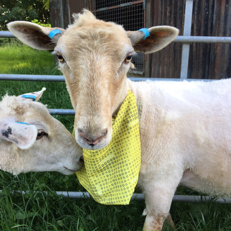 FINDRAclothing's tweet photo. Baaaaaaaaaaeutiful! 🐏
You'll look so good in FINDRA even your friends will want a taste😉
#FINDRAclothing #FINDRAmerino #getoutdoorsmore #outdoors #running #surf #merinowool #mountainbike #hike #model #sheep #funny https://t.co/ABLEAEpkCQ