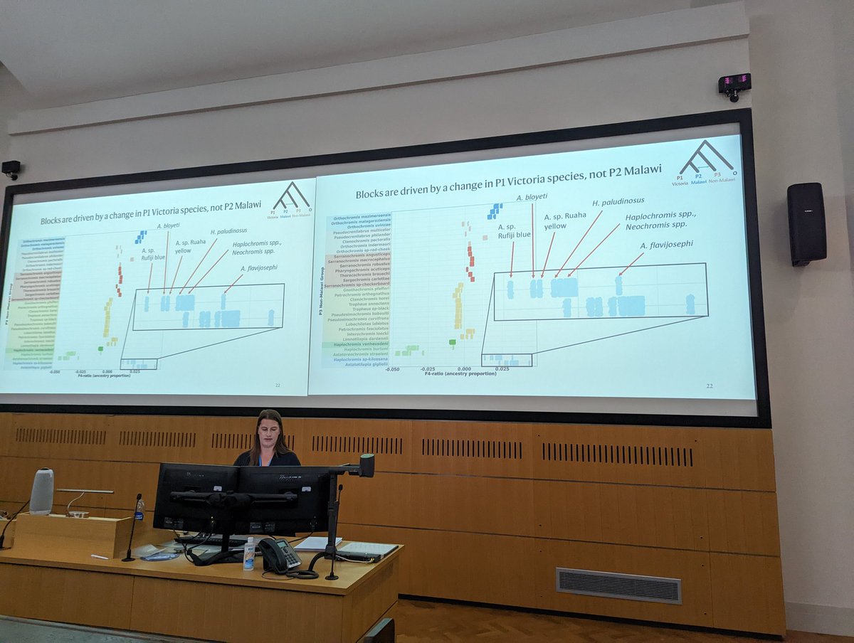 Hannes Svardal (@hannessvardal) on Twitter photo Nice job by <a href="/SophieGresham/">Sophie Gresham</a> presenting her results on gene flow into the Malawi cichlid radiation at #cichlidsci22 collaboration with <a href="/millanek1/">Milan Malinsky</a> Nice job by <a href="/SophieGresham/">Sophie Gresham</a> presenting her results on gene flow into the Malawi cichlid radiation at #cichlidsci22 collaboration with <a href="/millanek1/">Milan Malinsky</a>